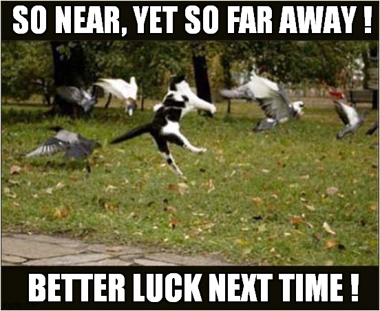 This Cat Believes He Can Fly ! | SO NEAR, YET SO FAR AWAY ! BETTER LUCK NEXT TIME ! | image tagged in cats,pigeons,attack | made w/ Imgflip meme maker