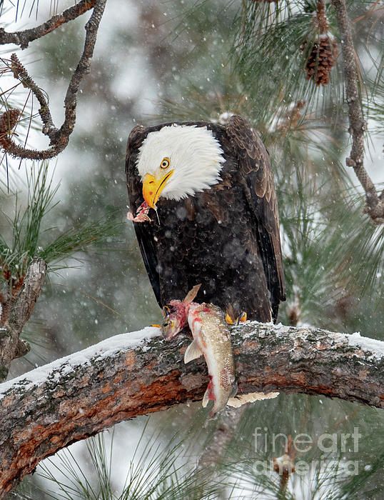 eagle Blank Meme Template