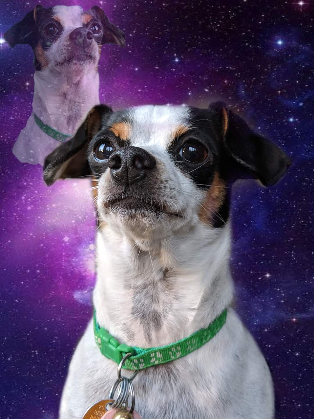 High Quality Chip Chihuahua Blank Meme Template