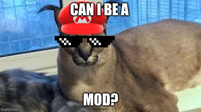 yes or no? i rly hate furries! | CAN I BE A; MOD? | made w/ Imgflip meme maker