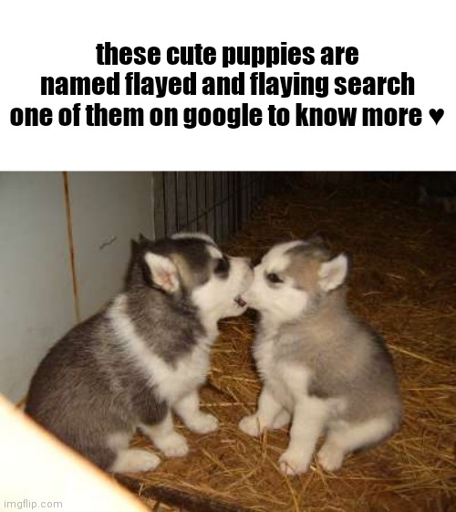 idk | these cute puppies are named flayed and flaying search one of them on google to know more ♥️ | made w/ Imgflip meme maker