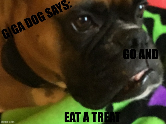 aaaawwwwwwweeeeee | G|GA DOG SAYS:; GO AND; EAT A TREAT | image tagged in weird dog wants help,giga chad,doggo | made w/ Imgflip meme maker