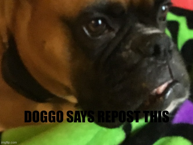 Weird dog wants help | DOGGO SAYS REPOST THIS | image tagged in weird dog wants help,doggos | made w/ Imgflip meme maker