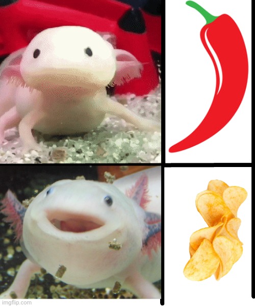 Annoyed Axolotl | image tagged in annoyed axolotl | made w/ Imgflip meme maker