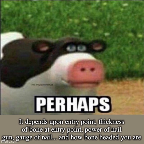 Perhaps Cow | It depends upon entry point, thickness of bone at entry point, power of nail gun, gauge of nail... and how bone headed you are | image tagged in perhaps cow | made w/ Imgflip meme maker