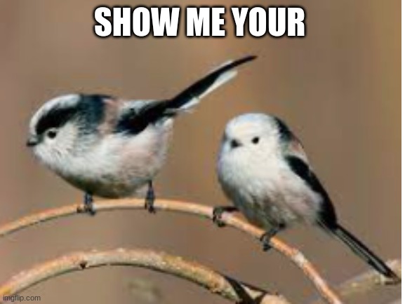 i like Tits | SHOW ME YOUR | image tagged in birds | made w/ Imgflip meme maker