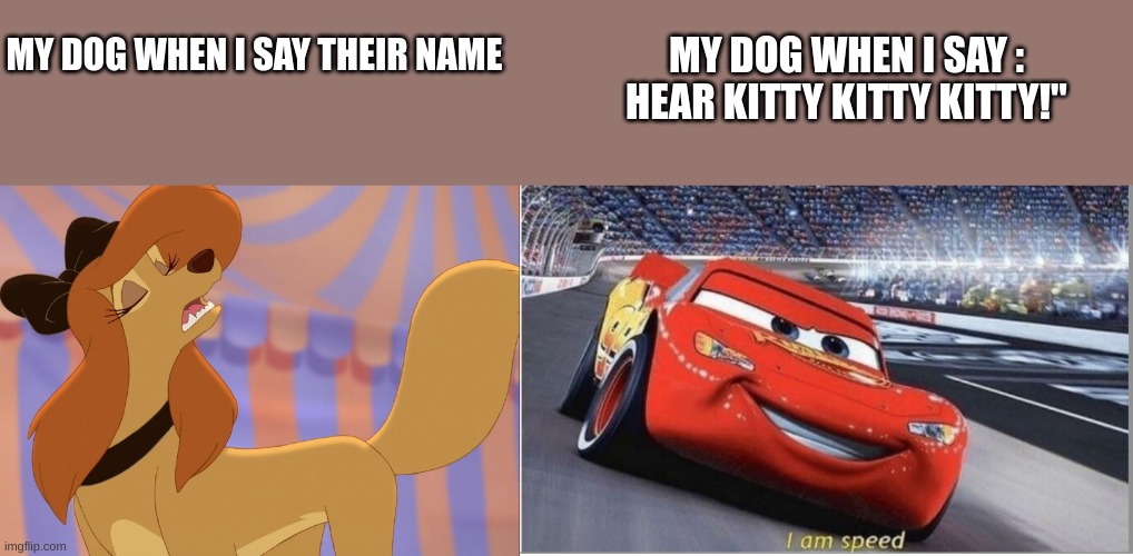 True story | MY DOG WHEN I SAY : HEAR KITTY KITTY KITTY!"; MY DOG WHEN I SAY THEIR NAME | image tagged in dixie uninterested,i am speed | made w/ Imgflip meme maker