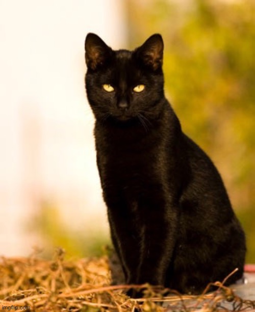 Black cat sitting | image tagged in black cat sitting | made w/ Imgflip meme maker