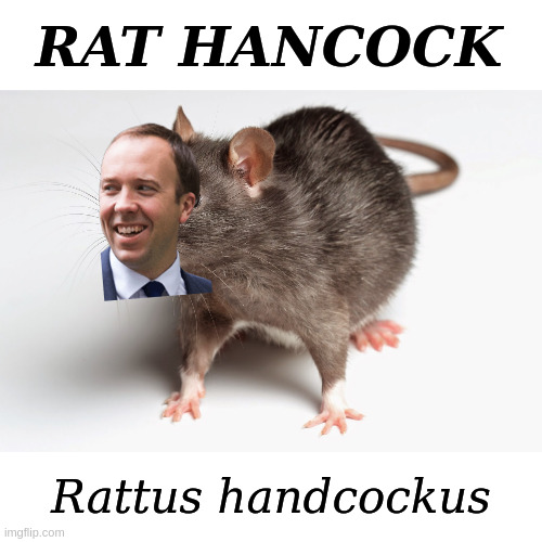 Rat Hancock | RAT HANCOCK; Rattus handcockus | image tagged in matt hancock,twat | made w/ Imgflip meme maker