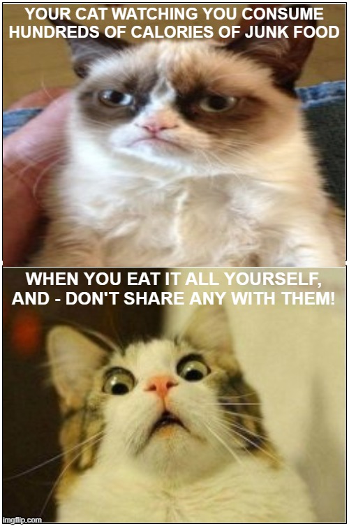 Cats Be Like... | YOUR CAT WATCHING YOU CONSUME HUNDREDS OF CALORIES OF JUNK FOOD; WHEN YOU EAT IT ALL YOURSELF, AND - DON'T SHARE ANY WITH THEM! | image tagged in memes,blank comic panel 1x2,humor,cats | made w/ Imgflip meme maker