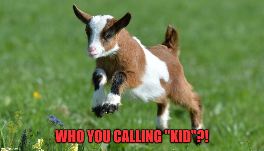 cute baby goat | WHO YOU CALLING "KID"?! | image tagged in cute baby goat | made w/ Imgflip meme maker