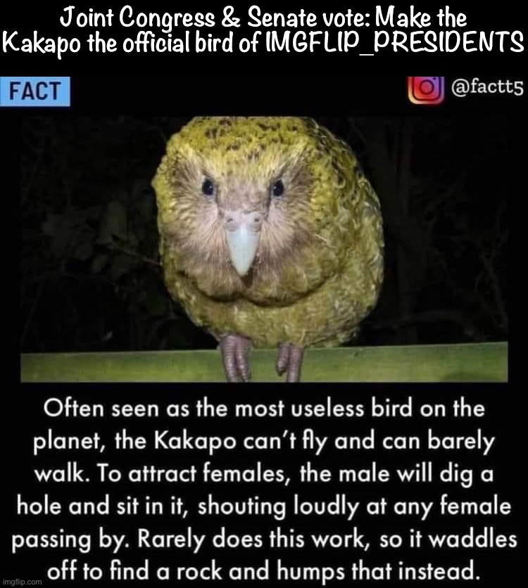 A critically endangered ground owl-parrot native to New Zealand that can live to 100. Please vote to give this birb its wings | Joint Congress & Senate vote: Make the Kakapo the official bird of IMGFLIP_PRESIDENTS | image tagged in behold the kakapo,b,i,rb,bird,birb | made w/ Imgflip meme maker