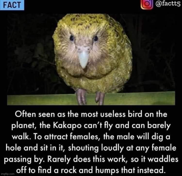 Behold the Kakapo | image tagged in behold the kakapo | made w/ Imgflip meme maker