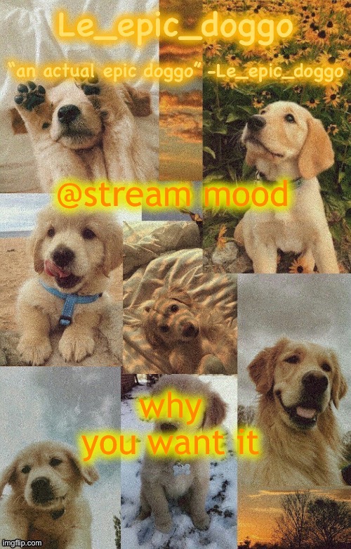 Doggo temp by doggo. Wait what that’s confusing | @stream mood; why you want it | image tagged in doggo temp by doggo wait what that s confusing | made w/ Imgflip meme maker