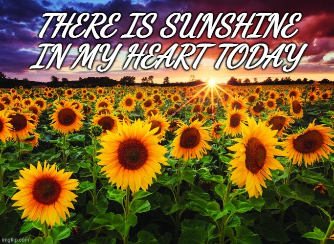 Sunshine in my heart | THERE IS SUNSHINE
IN MY HEART TODAY | image tagged in sunflower,sunshine,grateful,heart | made w/ Imgflip meme maker
