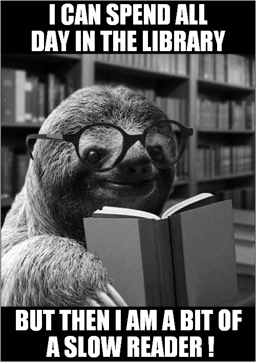 This Sloth Enjoys A Good Book ! | I CAN SPEND ALL DAY IN THE LIBRARY; BUT THEN I AM A BIT OF 
A SLOW READER ! | image tagged in fun,library,sloth,reading | made w/ Imgflip meme maker
