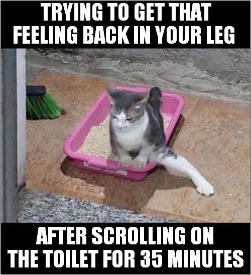 Modern Problems ? | TRYING TO GET THAT FEELING BACK IN YOUR LEG; AFTER SCROLLING ON THE TOILET FOR 35 MINUTES | image tagged in cats,modern problems,toilets | made w/ Imgflip meme maker