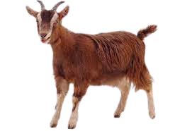 Goat Transparent Background Blank Meme Template