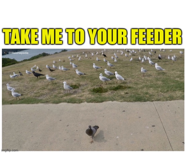Take me to your feeder | TAKE ME TO YOUR FEEDER | image tagged in the birds | made w/ Imgflip meme maker