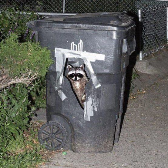 Trash Panda sez get in loser Blank Meme Template