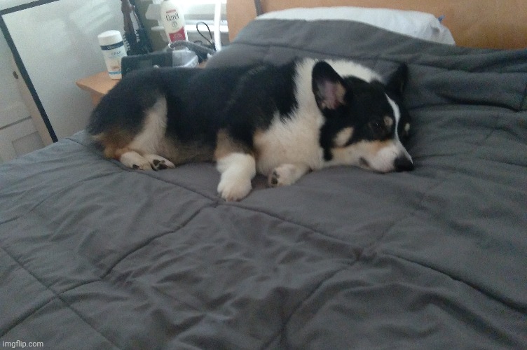 the potato is enjoying himself | image tagged in loki the corgi | made w/ Imgflip meme maker