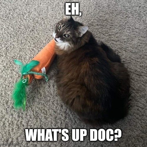 Bunny cat | EH, WHAT'S UP DOC? | image tagged in bunny cat | made w/ Imgflip meme maker
