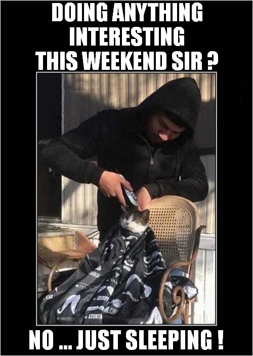 Barber Chat ! | DOING ANYTHING INTERESTING THIS WEEKEND SIR ? NO ... JUST SLEEPING ! | image tagged in cats,barber,weekend,sleeping | made w/ Imgflip meme maker