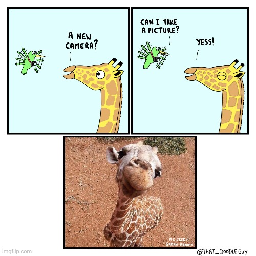 A bird giraffe picture | image tagged in birds,bird,giraffe,comics,comics/cartoons,animals | made w/ Imgflip meme maker