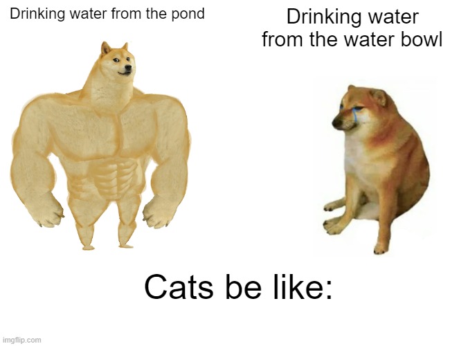 people who have cats can relate :) | Drinking water from the pond; Drinking water from the water bowl; Cats be like: | image tagged in memes,buff doge vs cheems | made w/ Imgflip meme maker