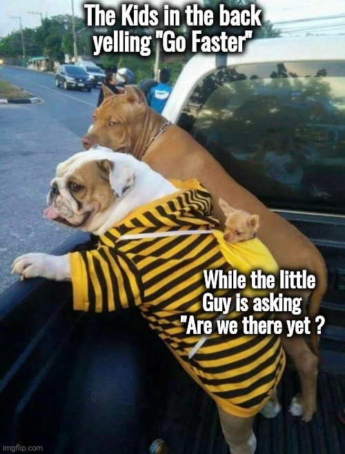 Family Outing |  The Kids in the back
yelling "Go Faster"; While the little               Guy is asking       
 "Are we there yet ? | image tagged in funny dogs,we ride at dawn bitches,dog driving | made w/ Imgflip meme maker