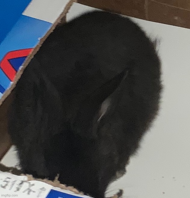 cinna gets a new pet (real) | made w/ Imgflip meme maker