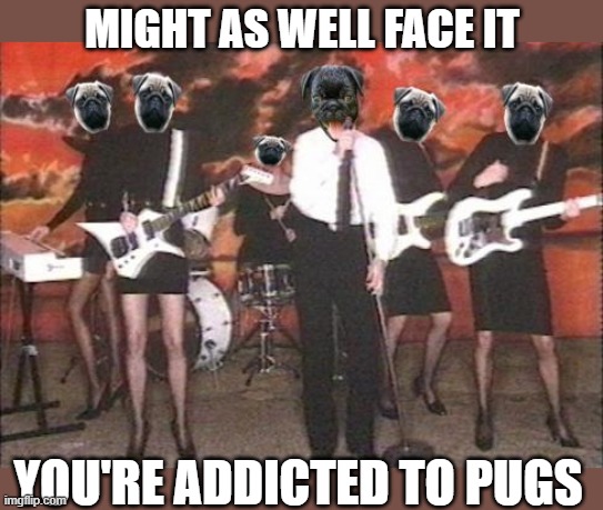 might as well face it |  MIGHT AS WELL FACE IT; YOU'RE ADDICTED TO PUGS | image tagged in pugs,robert palmer | made w/ Imgflip meme maker