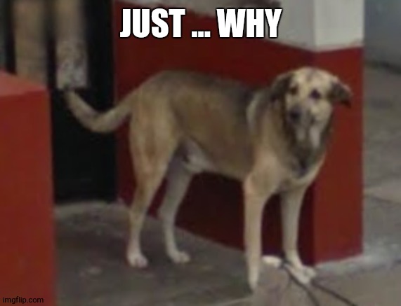 WTF Dog | JUST ... WHY | image tagged in wtf dog | made w/ Imgflip meme maker