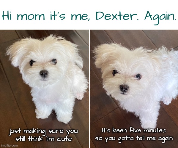 He is So Ridiculously Cute! | Hi mom it’s me, Dexter. Again. it’s been five minutes
so you gotta tell me again; just making sure you
still think i’m cute | image tagged in funny memes,funny dog memes,dexter | made w/ Imgflip meme maker