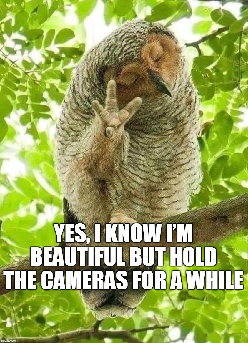 YES, I KNOW I’M BEAUTIFUL BUT HOLD THE CAMERAS FOR A WHILE | image tagged in meme,memes,humor | made w/ Imgflip meme maker