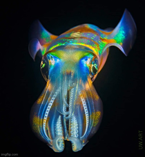 Fluorescent Squid  photo by: Andrey Savin | image tagged in colorful,squid,underwater,photography,awesome | made w/ Imgflip meme maker