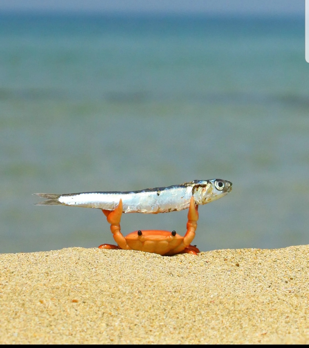 High Quality Crab holding a fish Blank Meme Template