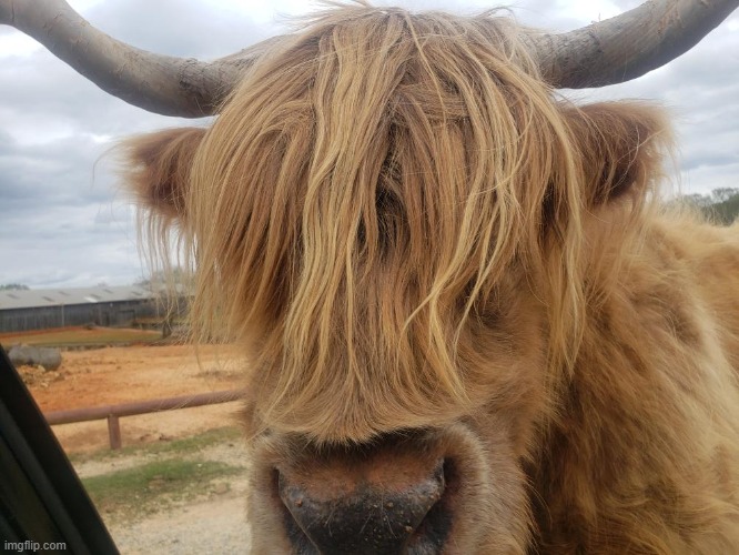 Highland Cow | image tagged in funny,highland cow | made w/ Imgflip meme maker