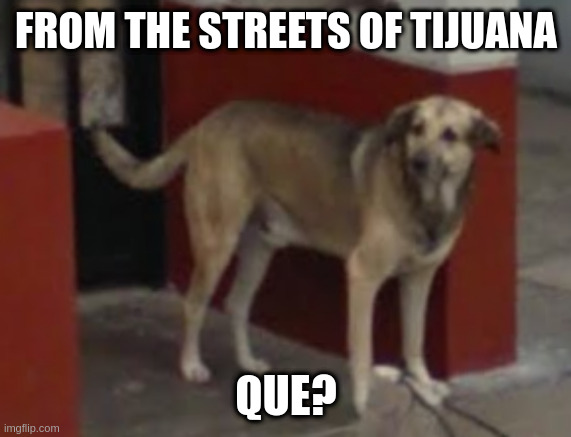 WTF Dog | FROM THE STREETS OF TIJUANA; QUE? | image tagged in wtf dog | made w/ Imgflip meme maker