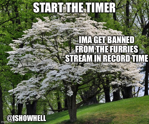 Gm chat | START THE TIMER; IMA GET BANNED FROM THE FURRIES STREAM IN RECORD TIME; @ISHOWHELL | image tagged in wammer temp | made w/ Imgflip meme maker