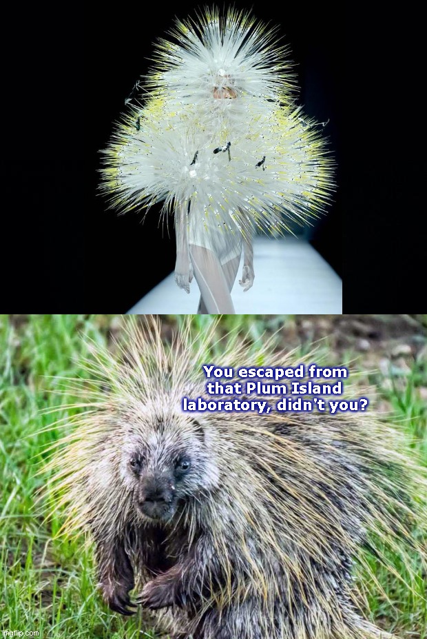 A plum painful spectacle to behold | You escaped from that Plum Island laboratory, didn't you? | image tagged in weird,porcupine,ugly dress,runway fashion,plum island ny,dark humor | made w/ Imgflip meme maker