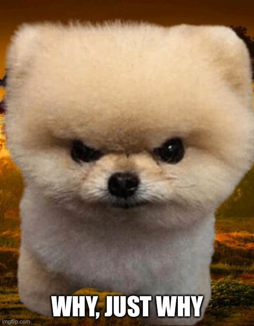 Fluffy, Destroyer of worlds | WHY, JUST WHY | image tagged in fluffy destroyer of worlds | made w/ Imgflip meme maker