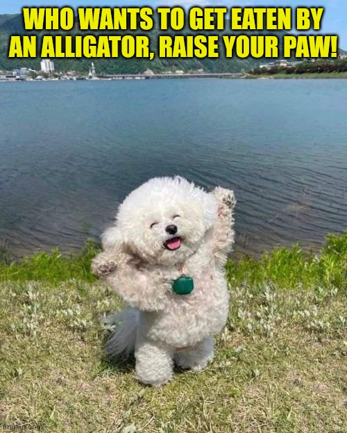 Poodle nugget | WHO WANTS TO GET EATEN BY AN ALLIGATOR, RAISE YOUR PAW! | image tagged in funny dogs,aligator,bait,poodle,tasty | made w/ Imgflip meme maker