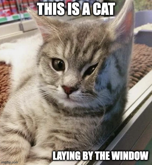 Cat By the Window | THIS IS A CAT; LAYING BY THE WINDOW | image tagged in window,cats,memes | made w/ Imgflip meme maker