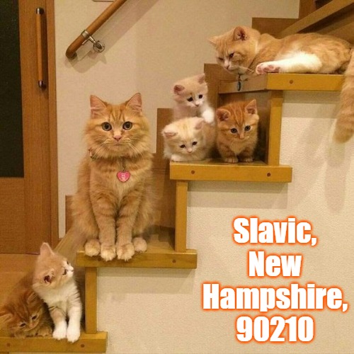Cats “R”Us | Slavic, New Hampshire, 90210 | image tagged in cats r us,90210,new hampshire,slavic | made w/ Imgflip meme maker