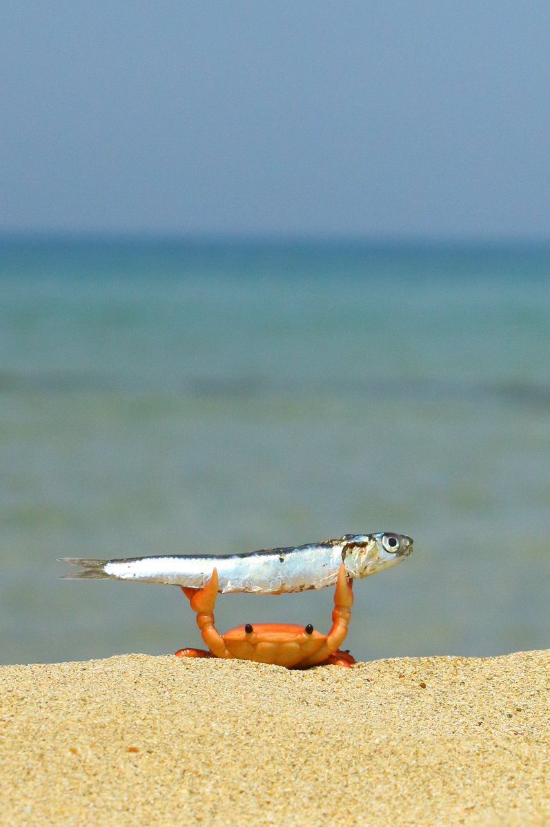 Crab holding fish Blank Meme Template