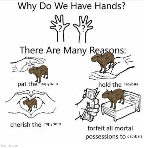 Why do we have hands? (all blank) | capybara capybara capybara capybara | image tagged in why do we have hands all blank | made w/ Imgflip meme maker