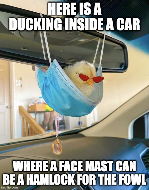 Duckling in Car | HERE IS A DUCKING INSIDE A CAR; WHERE A FACE MAST CAN BE A HAMLOCK FOR THE FOWL | image tagged in cars,duck,memes | made w/ Imgflip meme maker