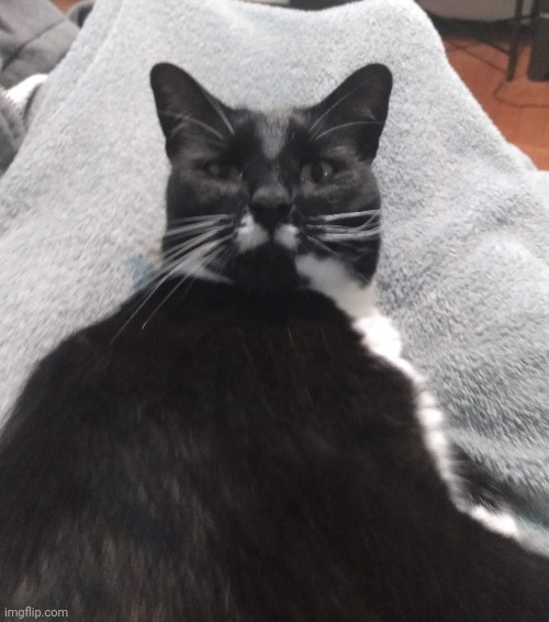 This is my cat stache, I'm going to start posting him in the cats stream daily for a week or two | image tagged in cats,cute cat | made w/ Imgflip meme maker