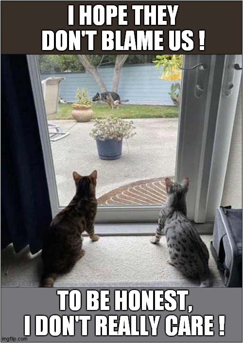 An Unwanted Visitor ! | I HOPE THEY DON'T BLAME US ! TO BE HONEST, I DON'T REALLY CARE ! | image tagged in cats,blame,dogs | made w/ Imgflip meme maker